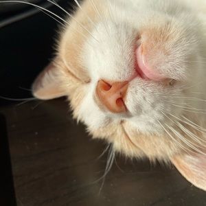 Meet your Posher, Luying